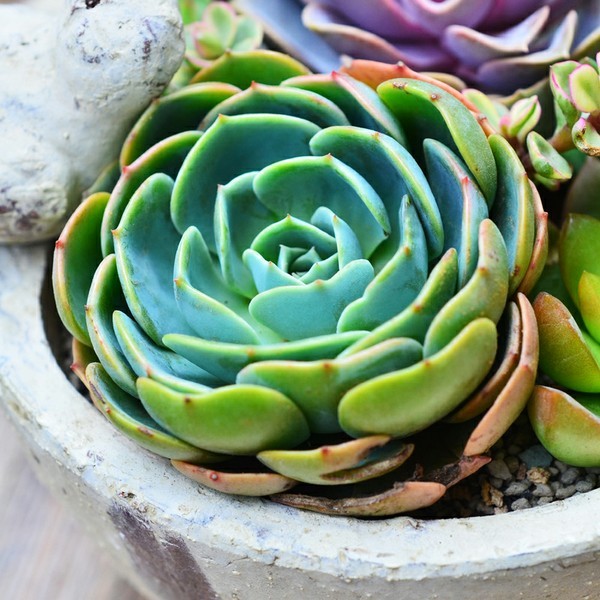 多肉植物进口代理报关 多肉植物国际空运进口物流